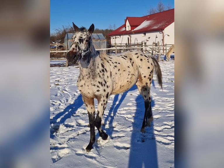 Polish Halfbred Stallion 2 years Leopard-Piebald in Tomaszów Lubelski