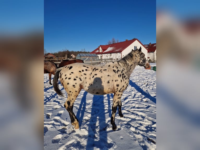 Polish Halfbred Stallion 2 years Leopard-Piebald in Tomaszów Lubelski