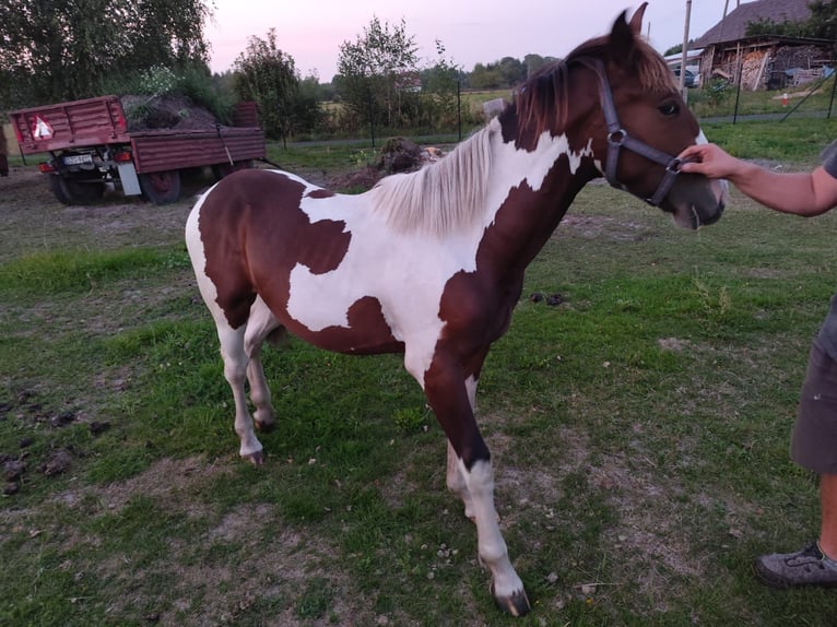 Polish Halfbred Stallion 2 years Pinto in Ołobok