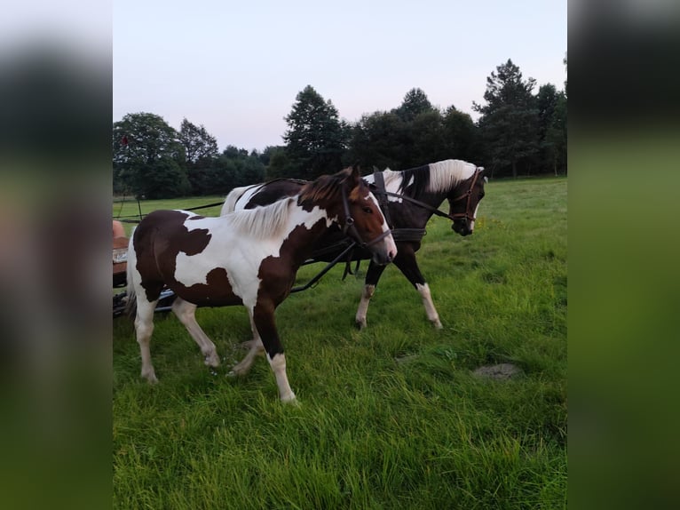 Polish Halfbred Stallion 2 years Pinto in Ołobok