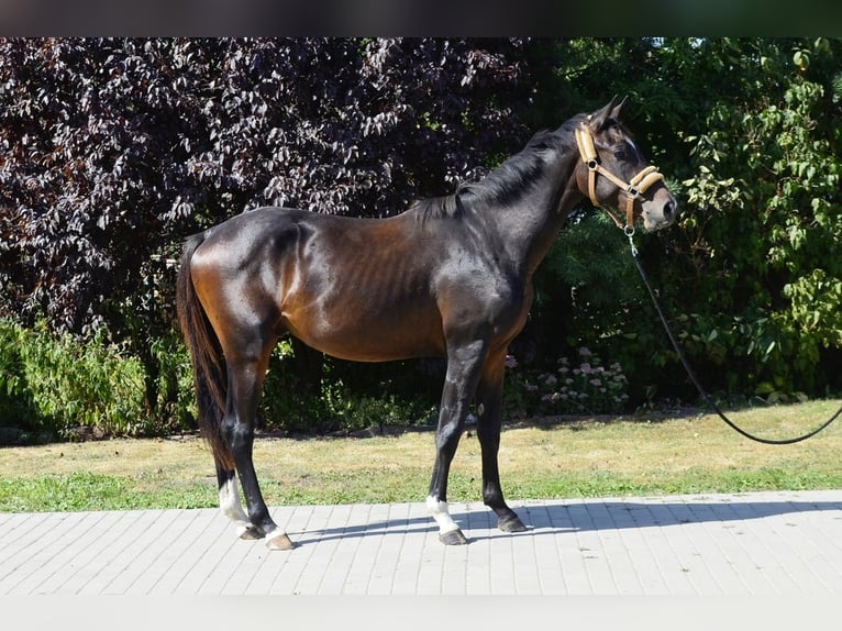 Polish Halfbred Stallion 3 years 15,2 hh Bay-Dark in Frombork