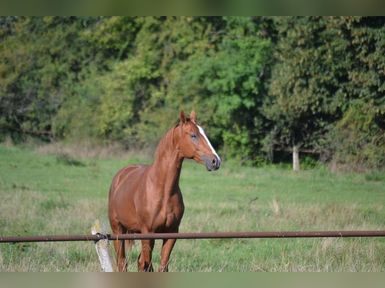 Polish Halfbred Stallion 3 years 15,3 hh Chestnut-Red in Strzegom