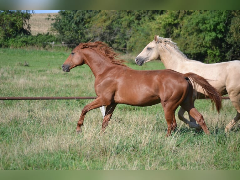 Polish Halfbred Stallion 3 years 15,3 hh Chestnut-Red in Strzegom