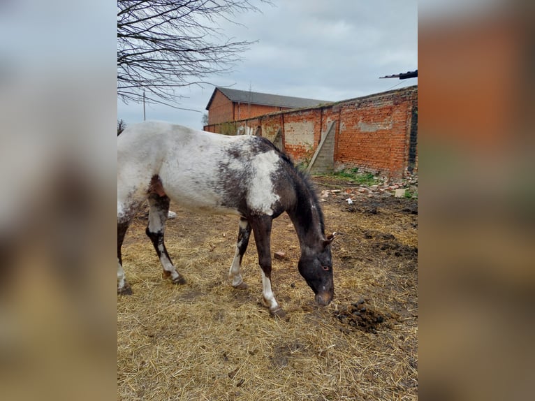 Polish Halfbred Stallion 3 years 15,2 hh Leopard-Piebald in Wielichowo