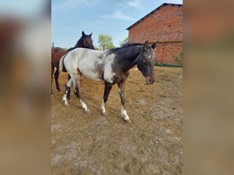 Polish Halfbred Stallion 3 years 15,2 hh Leopard-Piebald in Wielichowo