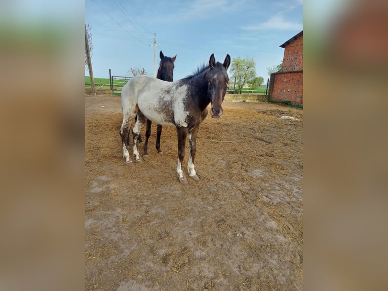Polish Halfbred Stallion 3 years 15,2 hh Leopard-Piebald in Wielichowo