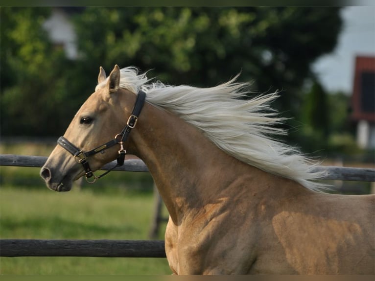 Polish Halfbred Stallion 3 years 15,2 hh Palomino in Piecowice