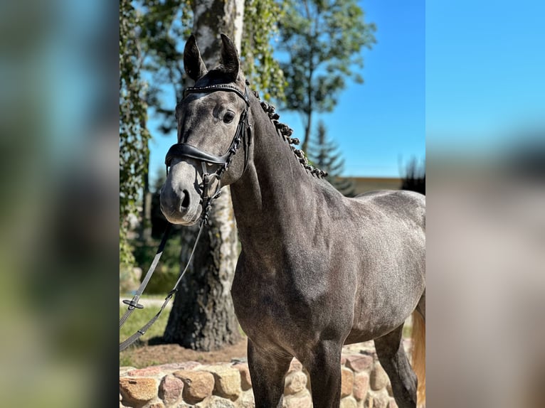 Polish Halfbred Stallion 3 years 16,2 hh Gray in Rempin