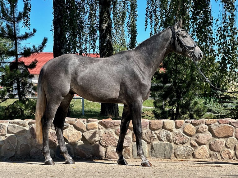 Polish Halfbred Stallion 3 years 16,2 hh Gray in Rempin