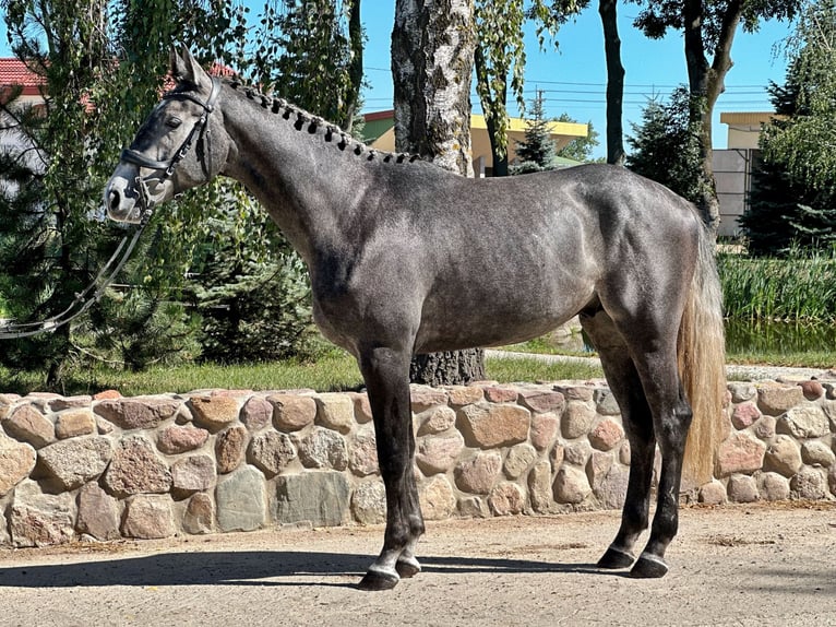 Polish Halfbred Stallion 3 years 16,2 hh Gray in Rempin