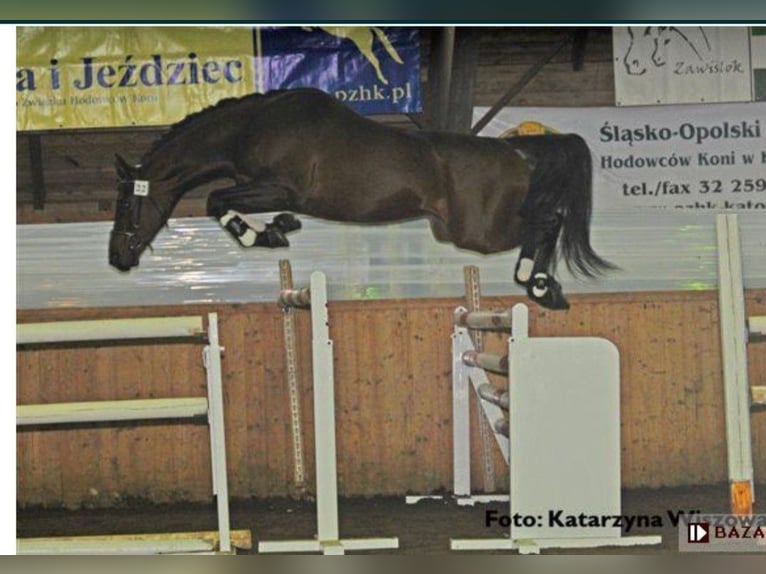 Polish Halfbred Stallion 3 years 16 hh Bay-Dark in Jaslo