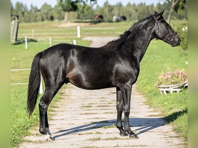 Polish Halfbred Stallion 3 years 16 hh Black in Czersk