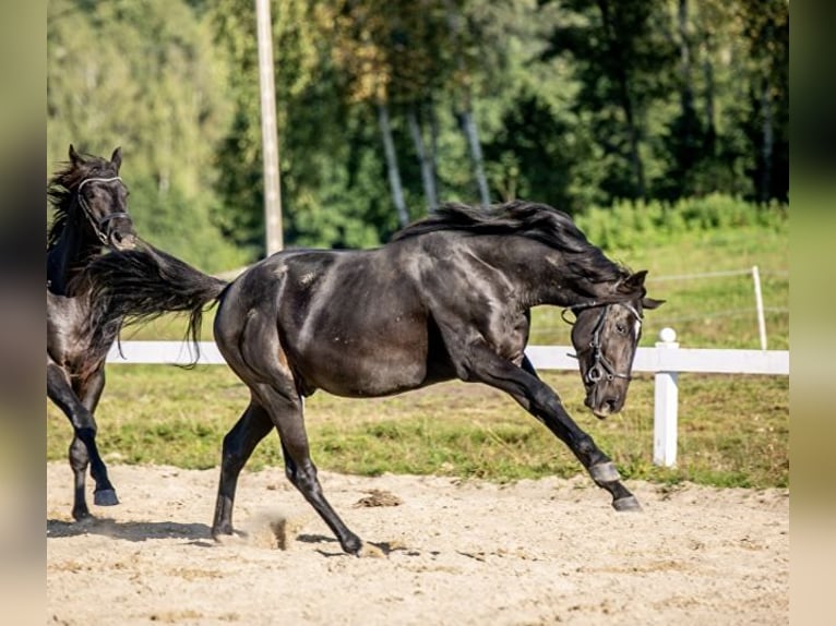 Polish Halfbred Stallion 3 years 16 hh Black in Czersk