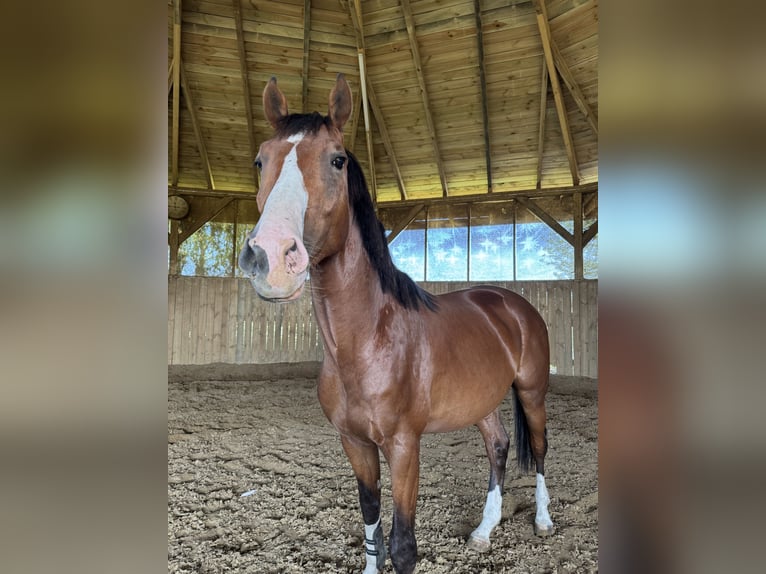 Polish Halfbred Stallion 3 years 16 hh Brown in Pruszków