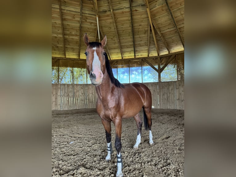 Polish Halfbred Stallion 3 years 16 hh Brown in Pruszków