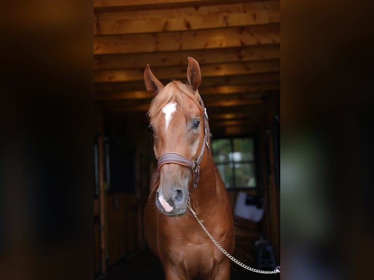 Polish Halfbred Stallion 3 years 16 hh Chestnut-Red in Koniak&#xF3;w