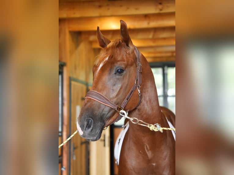 Polish Halfbred Stallion 3 years 16 hh Chestnut-Red in Koniak&#xF3;w