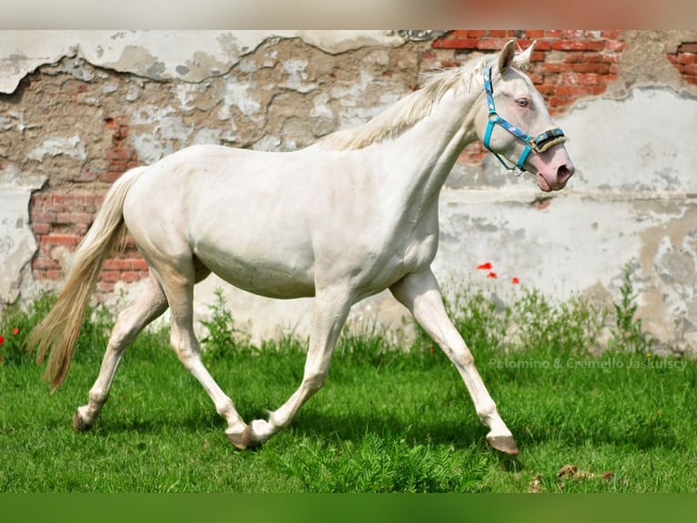 Polish Halfbred Stallion 3 years 16 hh Palomino in Kamieniec Wroc