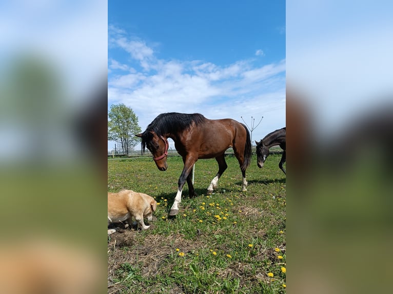 Polish Halfbred Stallion 3 years 16 hh Smoky-Black in Wielichowo