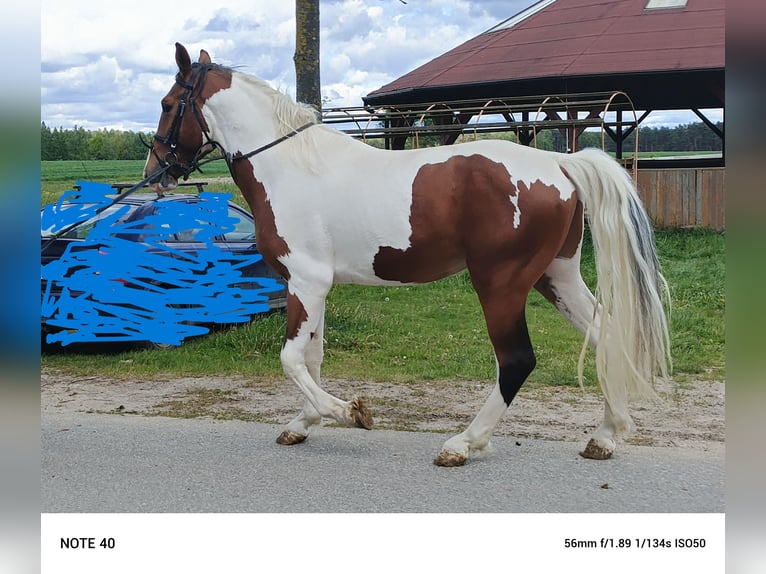 Polish Halfbred Stallion 3 years 16,1 hh Pinto in Pęczniew