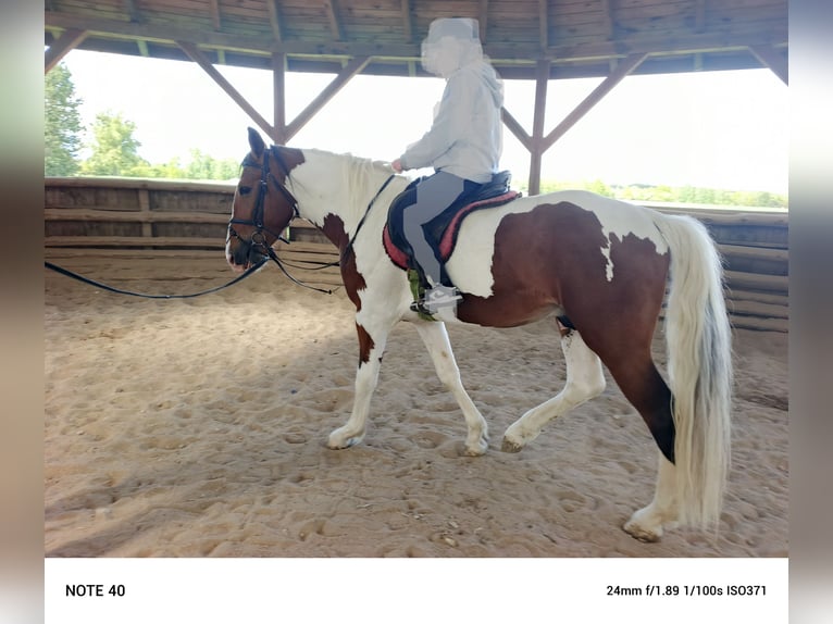 Polish Halfbred Stallion 3 years 16,1 hh Pinto in Pęczniew