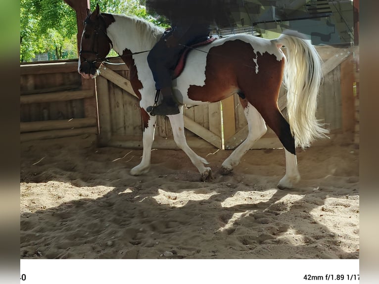 Polish Halfbred Stallion 3 years 16,1 hh Pinto in Pęczniew