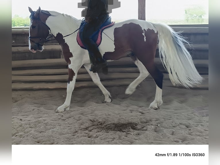 Polish Halfbred Stallion 3 years 16,1 hh Pinto in Pęczniew