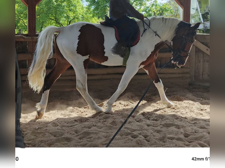 Polish Halfbred Stallion 3 years 16,1 hh Pinto in Pęczniew