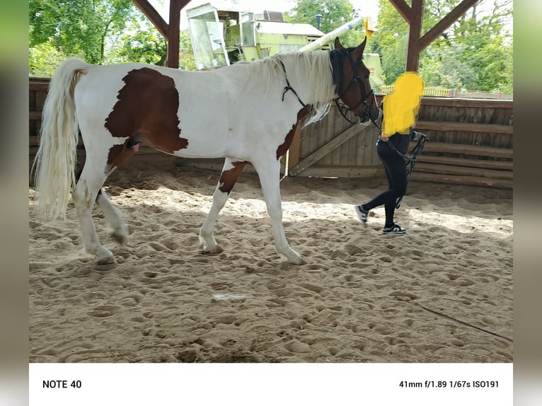 Polish Halfbred Stallion 3 years 16,1 hh Pinto in Pęczniew