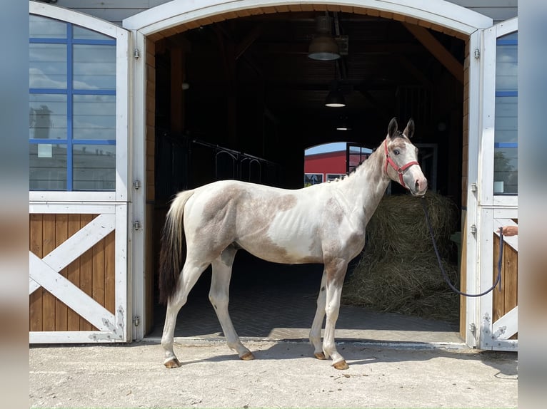 Polish Halfbred Stallion 3 years Pinto in Marcelewo