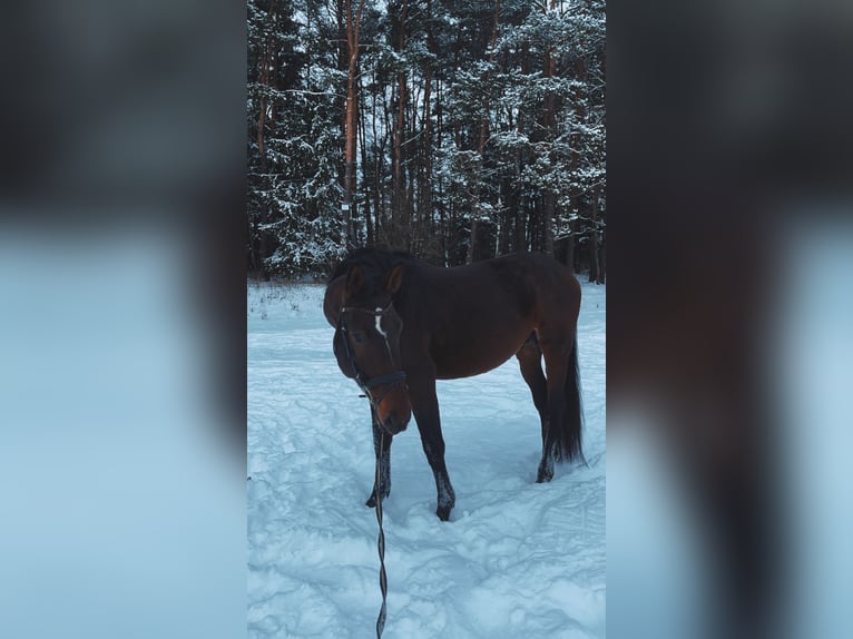 Polish Halfbred Stallion 4 years 16,1 hh Bay-Dark in Vilnius