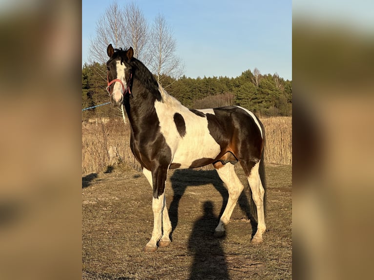 Polish Halfbred Stallion 4 years 16,1 hh Pinto in &#x17B;ytno