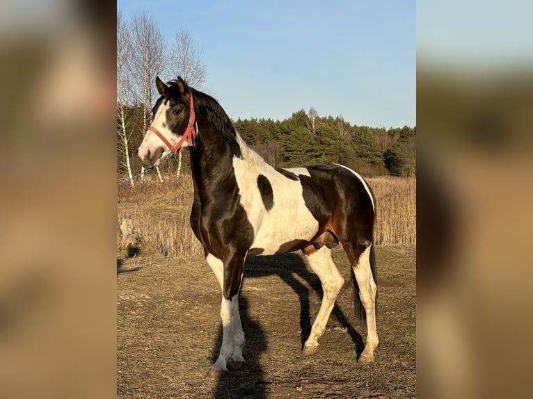 Polish Halfbred Stallion 4 years 16,1 hh Pinto in &#x17B;ytno