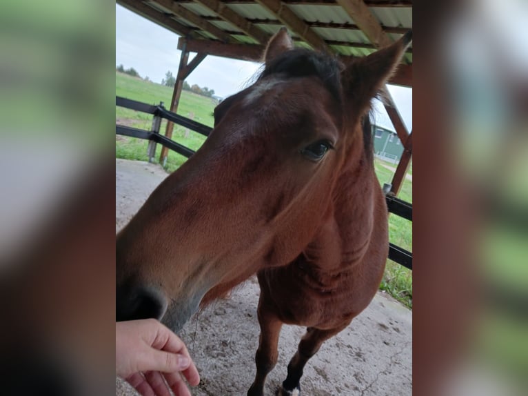 Polish Halfbred Stallion 5 years 15 hh Brown in Holstenniendorf