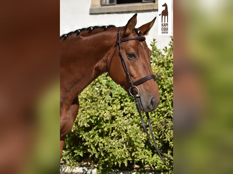 Polish Halfbred Stallion 5 years 16,1 hh Brown in Wałbrzych