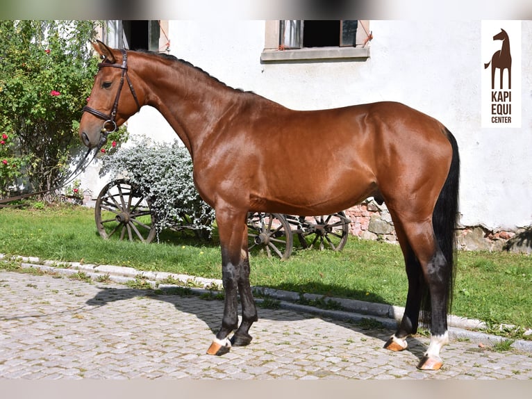 Polish Halfbred Stallion 5 years 16,1 hh Brown in Wałbrzych