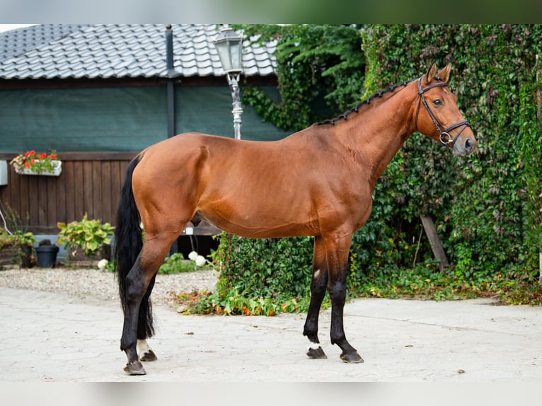 Polish Halfbred Stallion 5 years 16,1 hh Brown in Wałbrzych