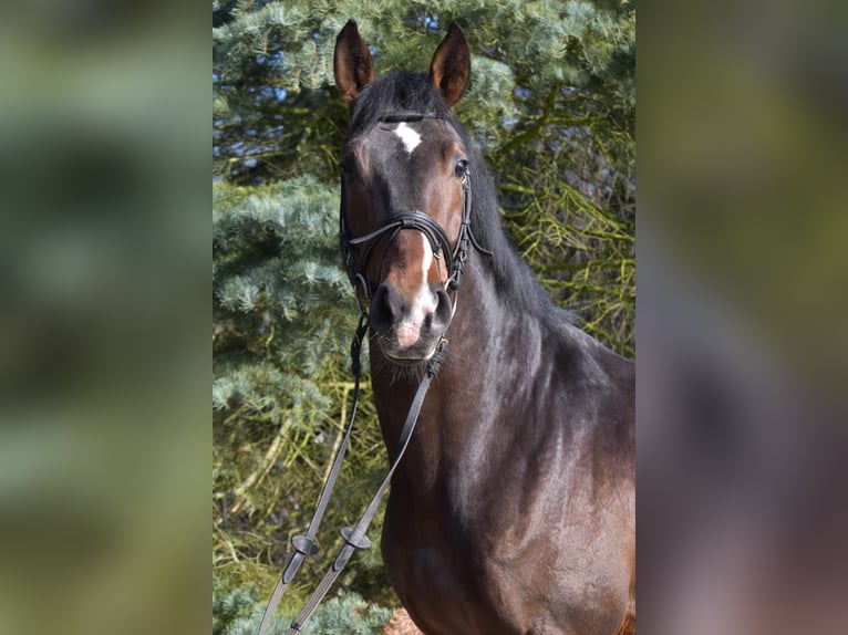 Polish Halfbred Stallion 5 years 17 hh Bay-Dark in Opypy