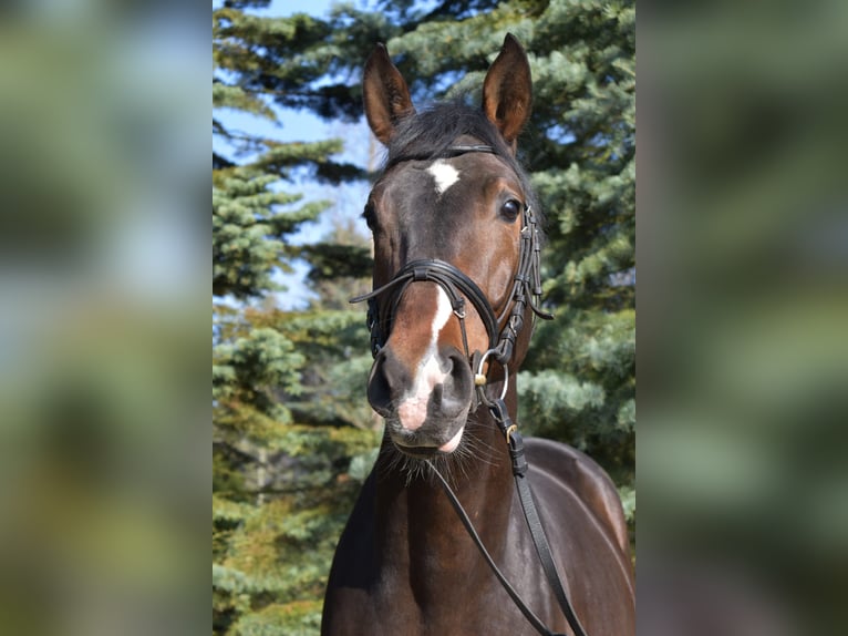 Polish Halfbred Stallion 5 years 17 hh Bay-Dark in Opypy