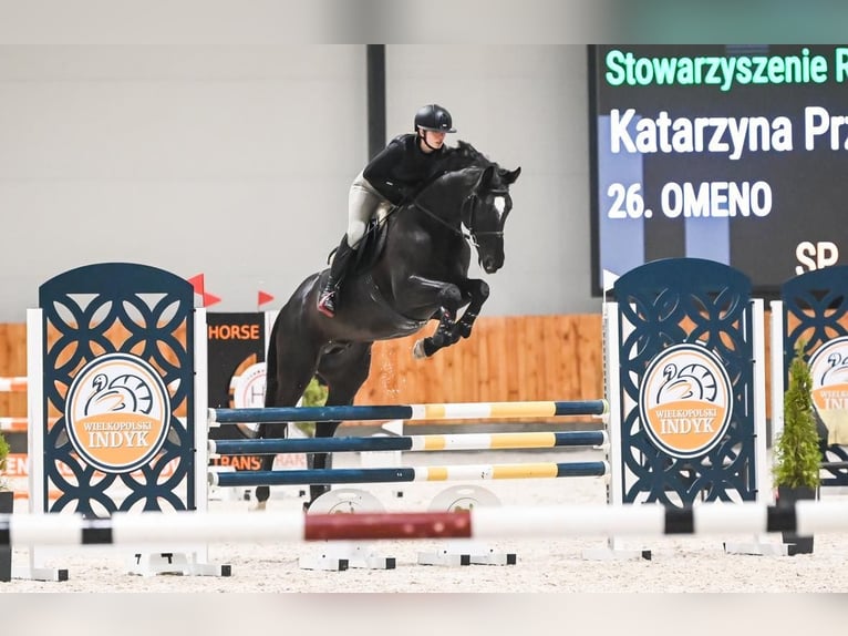 Polish Halfbred Stallion 6 years 16,2 hh Black in Dworzyska