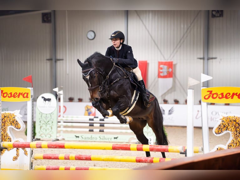 Polish Halfbred Stallion 7 years 16.1 hh Smoky-Black in Przybyszewo