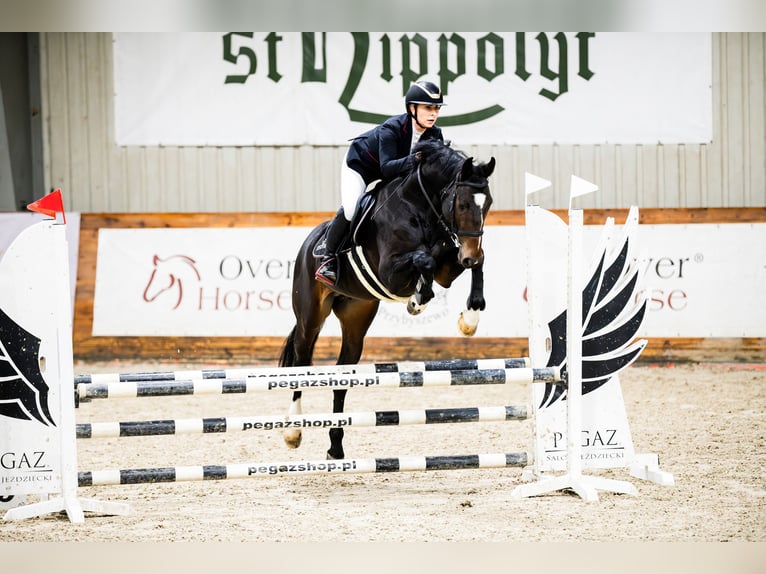Polish Halfbred Stallion 7 years 16.1 hh Smoky-Black in Przybyszewo