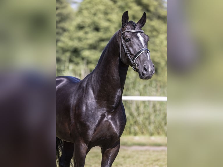 Polish Halfbred Stallion 8 years 16,1 hh Black in Rawicz