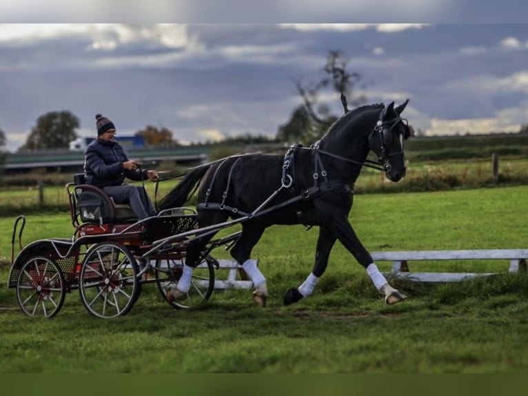 Polish Halfbred Stallion 8 years 16,1 hh Black in Rawicz