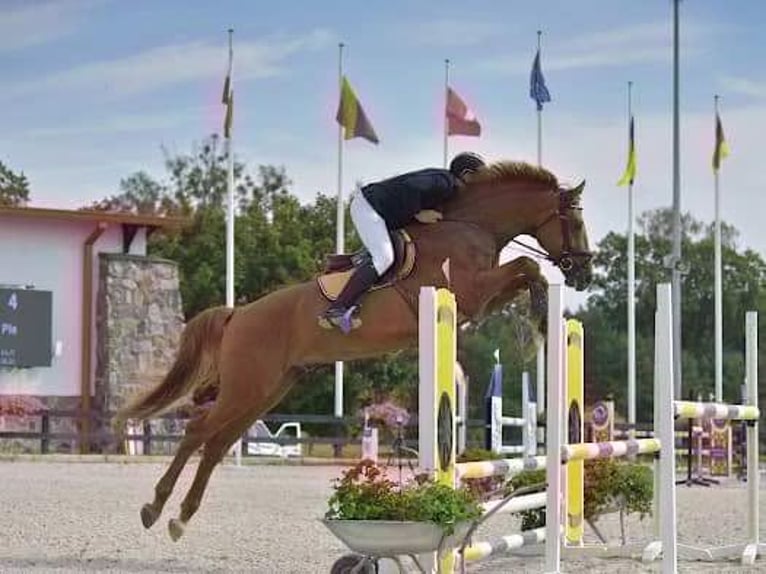 Polish Halfbred Stallion 8 years 17,1 hh Chestnut-Red in Stękiny