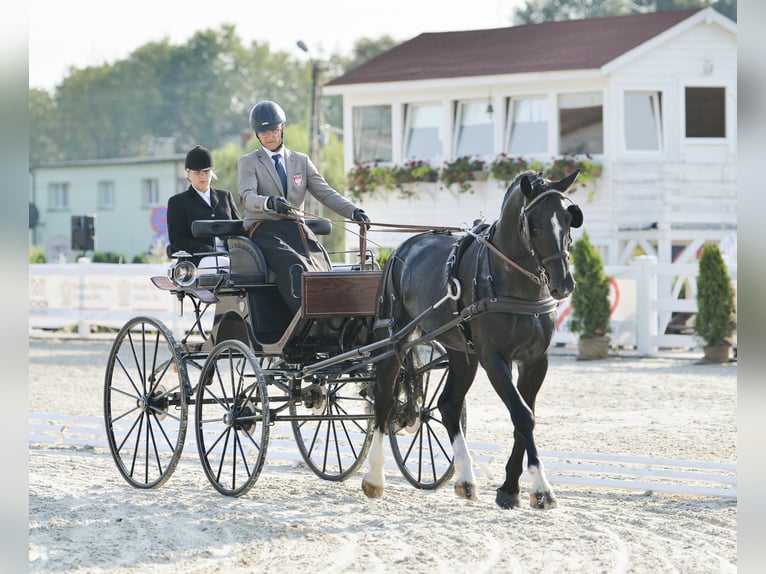 Polish Halfbred Stallion 9 years 16,1 hh Black in Rawicz