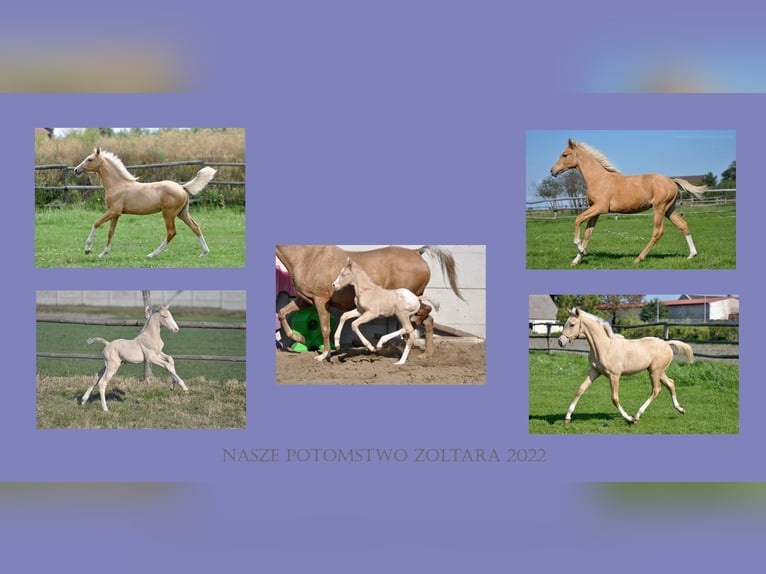 Polish Halfbred Stallion Cremello in Moisdon-La-Riviere