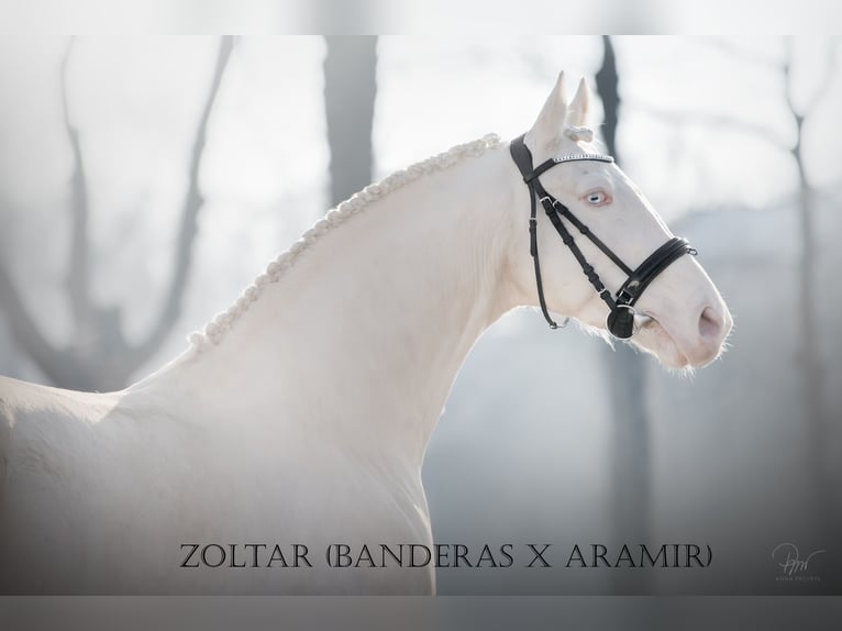 Polish Halfbred Stallion Cremello in Moisdon-La-Riviere