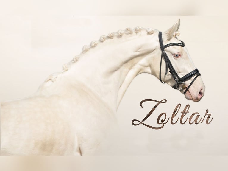 Polish Halfbred Stallion Cremello in Piecowice