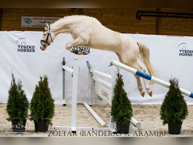 Polish Halfbred Stallion Cremello in Piecowice